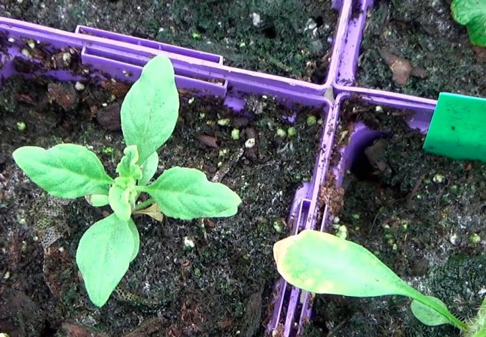 Perovskia - foto, cuidados, especies, descripción, reproducción