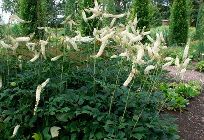 Cohosh negro - foto, cuidados, especies, descripción, reproducción