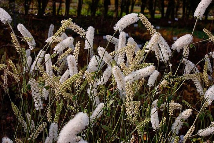 Cohosh negro - foto, cuidados, especies, descripción, reproducción