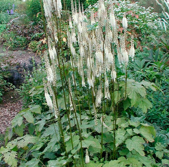 Cohosh negro - foto, cuidados, especies, descripción, reproducción