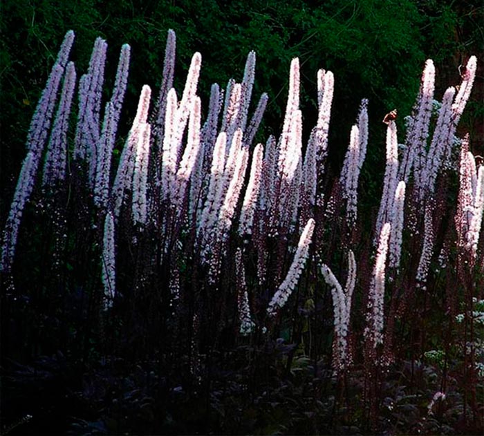 Cohosh negro - foto, cuidados, especies, descripción, reproducción