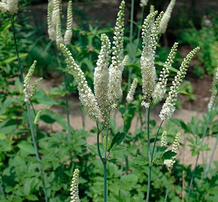 Cohosh negro - foto, cuidados, especies, descripción, reproducción