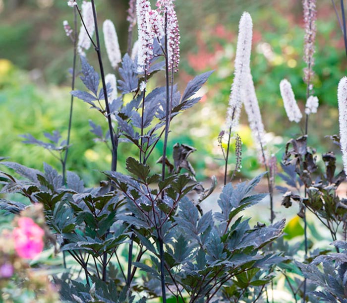 Cohosh negro - foto, cuidados, especies, descripción, reproducción