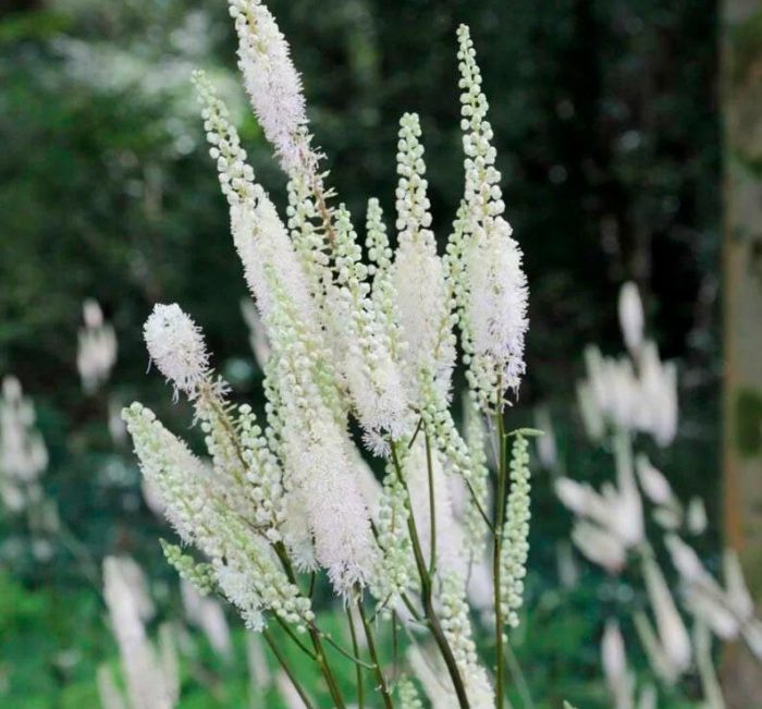 Cohosh negro - foto, cuidados, especies, descripción, reproducción