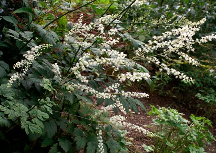 Cohosh negro - foto, cuidados, especies, descripción, reproducción