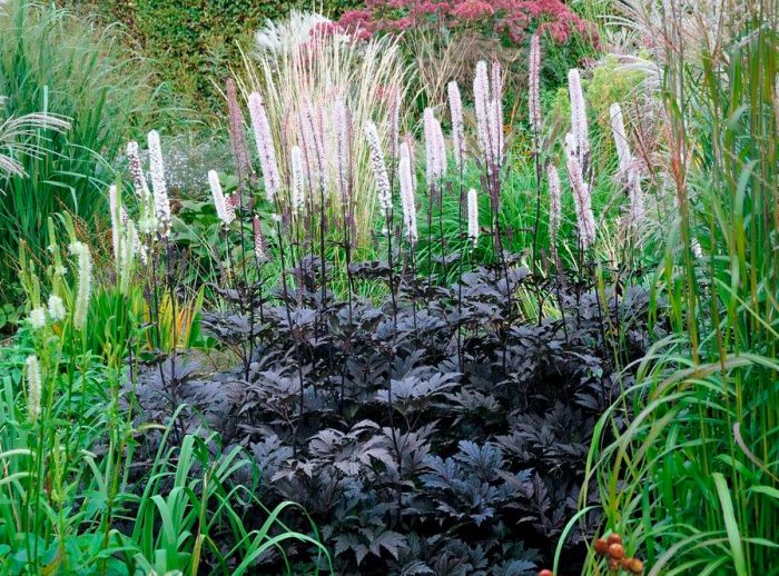Cohosh negro - foto, cuidados, especies, descripción, reproducción