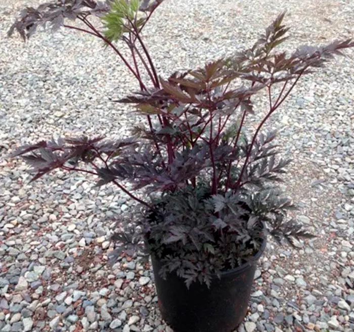 Cohosh negro - foto, cuidados, especies, descripción, reproducción