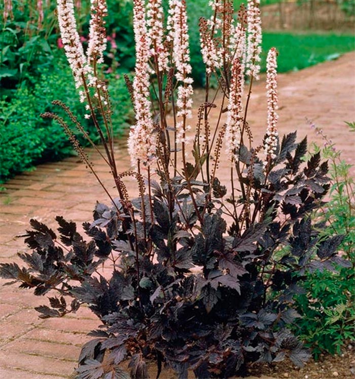 Cohosh negro - foto, cuidados, especies, descripción, reproducción