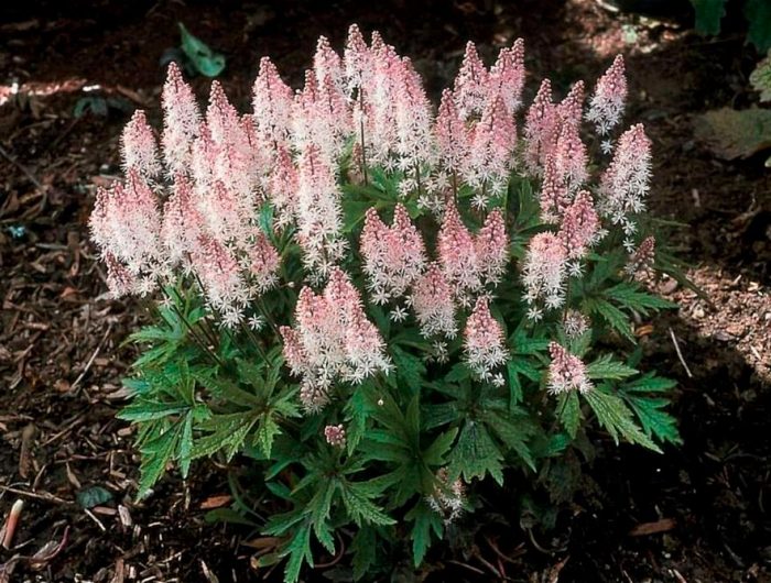 Cohosh negro - foto, cuidados, especies, descripción, reproducción