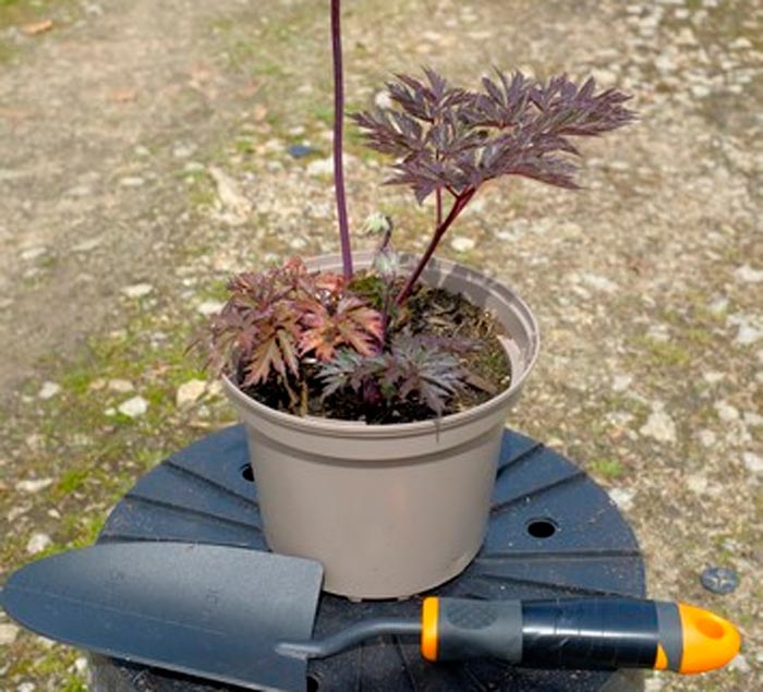 Cohosh negro - foto, cuidados, especies, descripción, reproducción