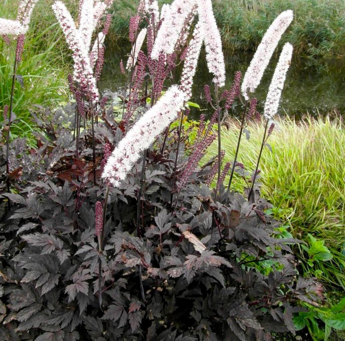 Cohosh negro - foto, cuidados, especies, descripción, reproducción