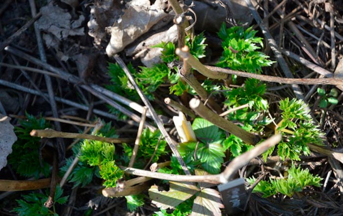 Cohosh negro - foto, cuidados, especies, descripción, reproducción