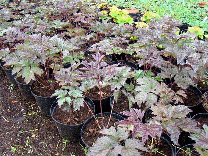 Cohosh negro - foto, cuidados, especies, descripción, reproducción