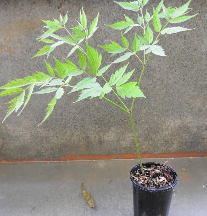 Cohosh negro - foto, cuidados, especies, descripción, reproducción