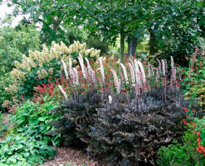 Cohosh negro - foto, cuidados, especies, descripción, reproducción