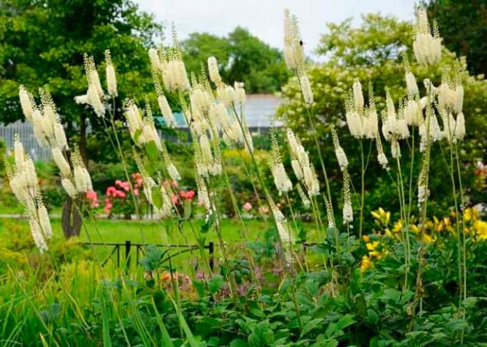 Cohosh negro - foto, cuidados, especies, descripción, reproducción