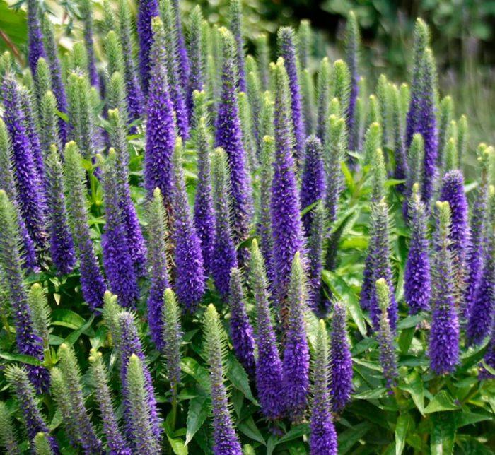 Verónica spicata - foto, cuidados, especie, descripción, propagación