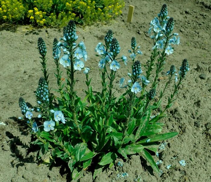 Veronica genciana