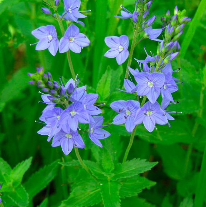 Veronica de hoja ancha