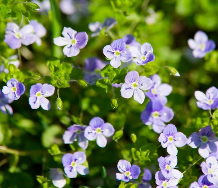 Verónica repens