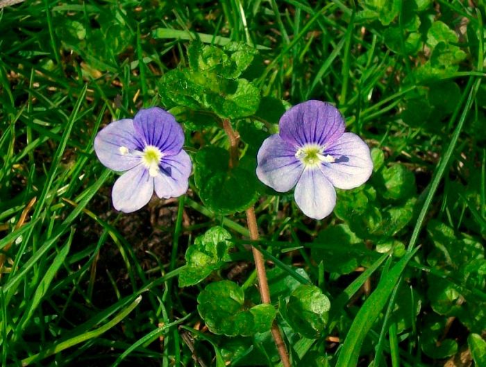 Veronica filiforme