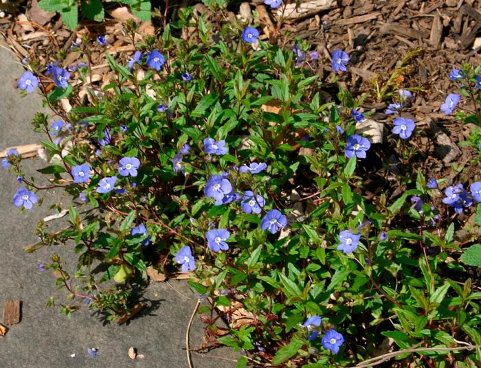 Verónica spicata - foto, cuidados, especie, descripción, propagación