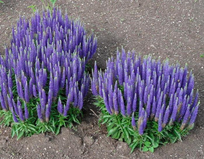 Verónica spicata - foto, cuidados, especie, descripción, propagación