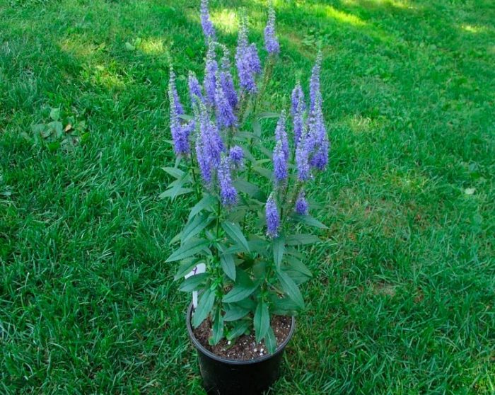 Verónica spicata - foto, cuidados, especie, descripción, propagación