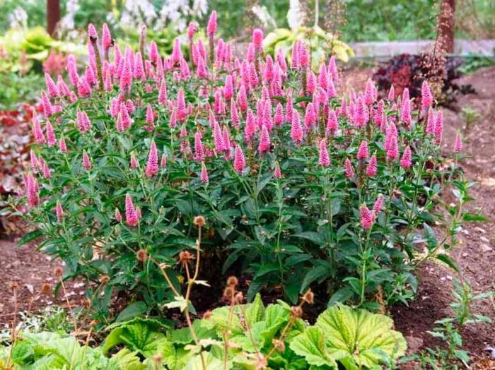 Verónica spicata - foto, cuidados, especie, descripción, propagación