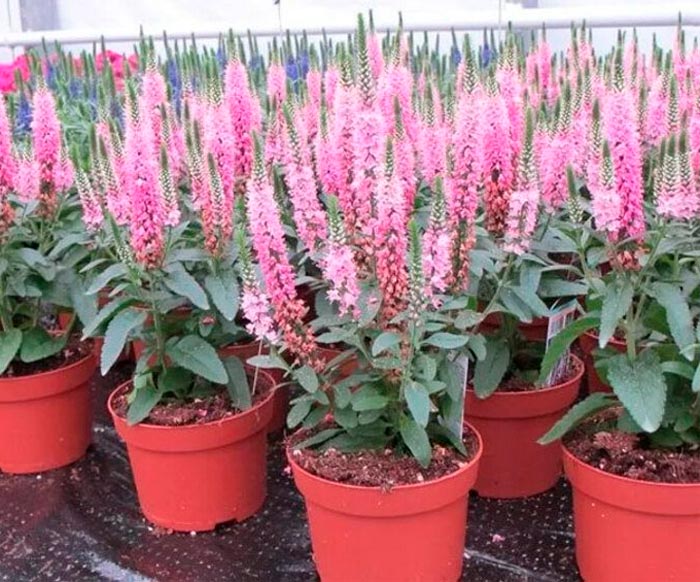 Verónica spicata - foto, cuidados, especie, descripción, propagación