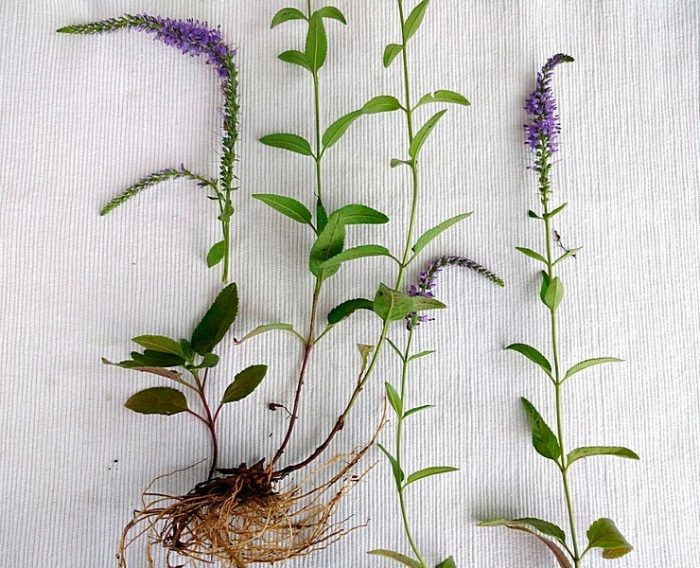 Verónica spicata - foto, cuidados, especie, descripción, propagación