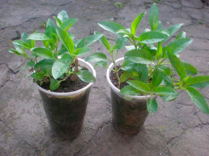 Verónica spicata - foto, cuidados, especie, descripción, propagación