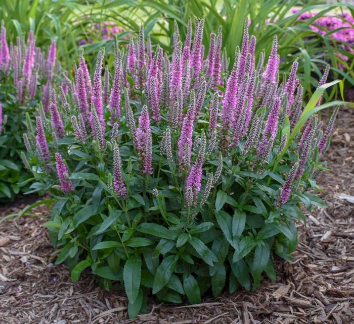 Verónica spicata - foto, cuidados, especie, descripción, propagación