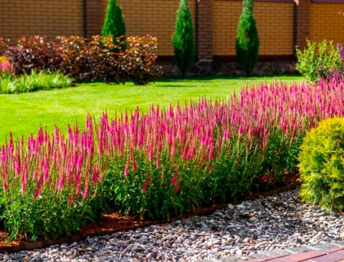 Verónica spicata - foto, cuidados, especie, descripción, propagación