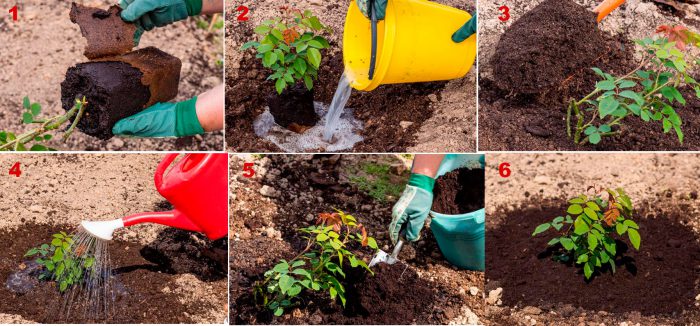 Instrucciones paso a paso para plantar rosas.