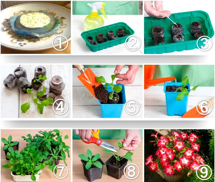 Cultivo de plántulas en tabletas