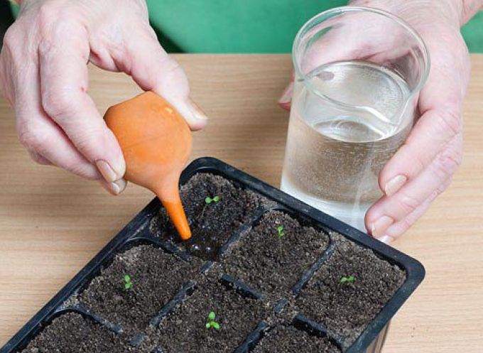 Cultivo de plántulas de petunia en casetes