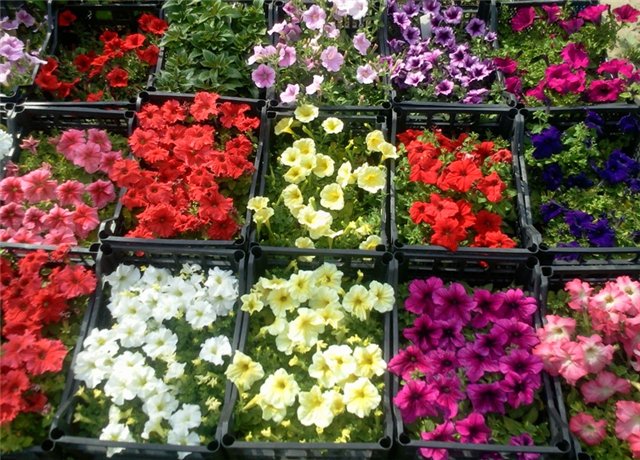 Comprar plántulas de petunia: ¿merece la pena?