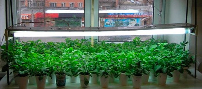 Retroiluminación para plántulas de petunia