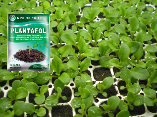 Fertilización de plántulas de petunia.