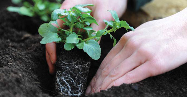 Preparación de plántulas de petunia para plantarlas en campo abierto.