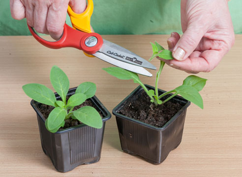 Pellizcar las plántulas de petunia