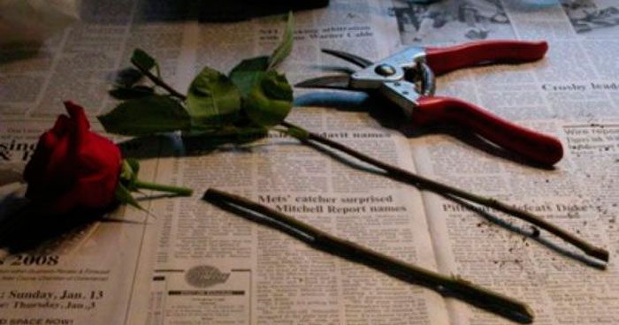 Rosas a partir de esquejes de ramo