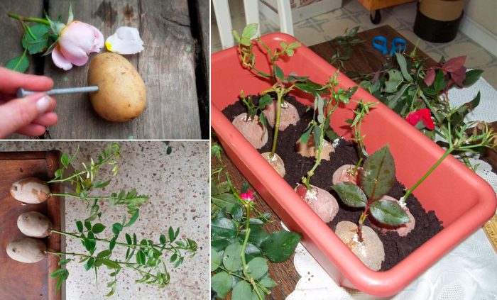 Enraizamiento de esquejes de rosa en patatas