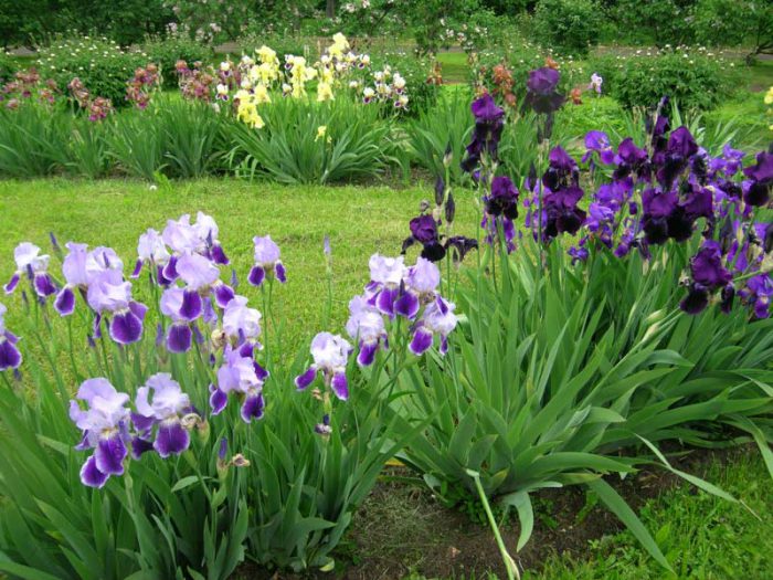 Reglas para el cuidado de los lirios de jardín