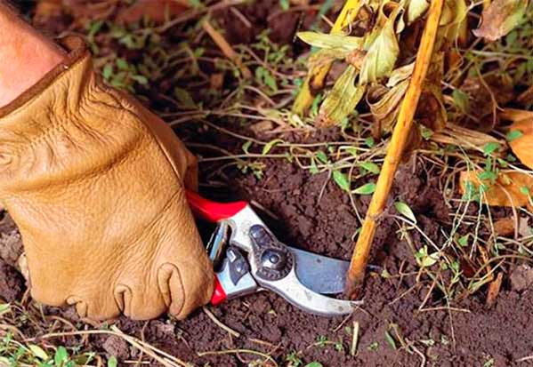 Cuidado de las peonías en otoño