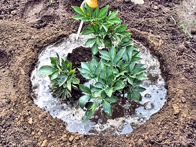 Cuidado de las peonías en primavera