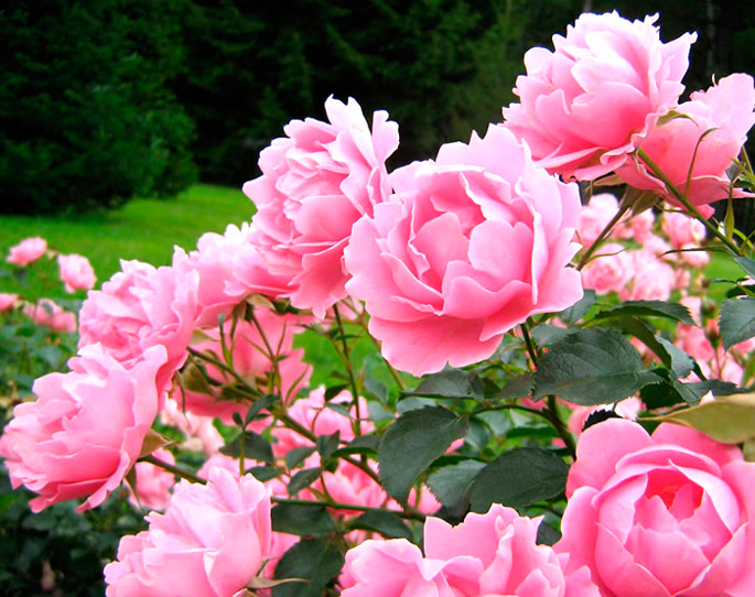 Como una rosa