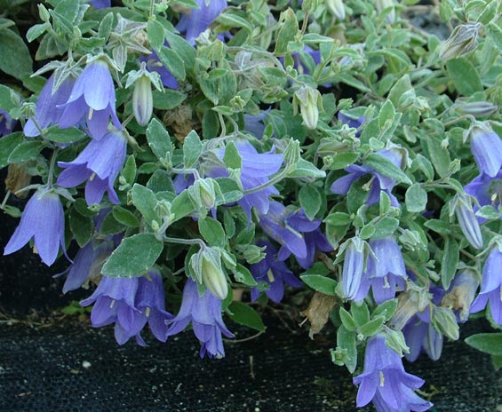Campanilla de Cachemira