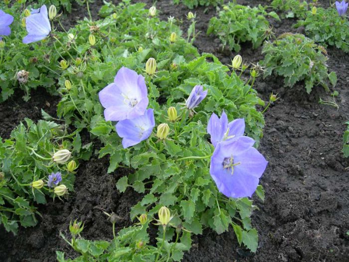 Campanilla anual
